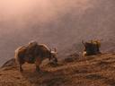 Day 5 : Dingboche to Dugla.\r\nYaks!